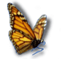 The Ojai Garden monarch butterfly